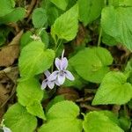 Viola rostrata Flower