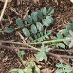 Hippocrepis scorpioides Yaprak