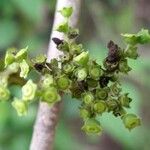 Vangueria madagascariensis Flor
