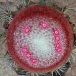 Melocactus bahiensis Flower