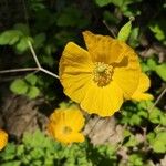 Meconopsis cambricaᱵᱟᱦᱟ