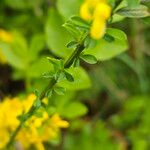 Genista pilosa Bark