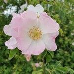 Rosa canina Flors
