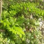 Polygonatum multiflorum Folio