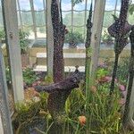 Amorphophallus konjac Flower
