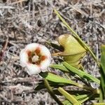 Trichodesma marsabiticum Flower