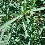 Diplotaxis tenuifolia Leaf