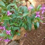 Barleria cristata 形態