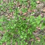 Vaccinium angustifolium Folha