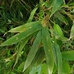 Phyllostachys viridis 葉