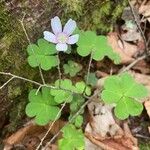 Oxalis montana Květ