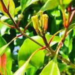 Syzygium aromaticum ᱵᱟᱦᱟ