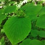 Viburnum lantanoides Leaf