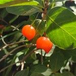 Lonicera conjugialis Frukt
