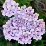 Achillea × roseoalba Цветок