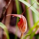 Pterostylis splendens 花