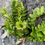 Asplenium marinum Leaf