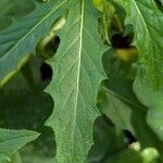 Hippobroma longiflora Folha