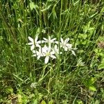 Ornithogalum orthophyllumFlower