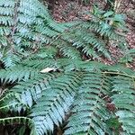 Cyathea cyatheoides Folla