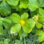 Hacquetia epipactis 花