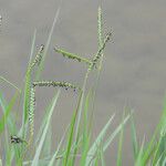 Paspalum distichum Flower