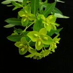 Euphorbia sikkimensis
