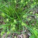 Carex intumescens Feuille