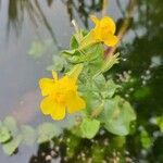 Erythranthe guttata Λουλούδι
