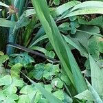 Gladiolus communis Blatt