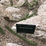 Opuntia polyacantha Leaf