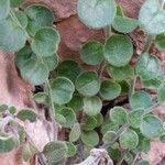 Antirrhinum molle Leaf