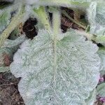 Salvia argentea Fuelha