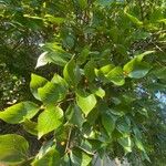 Celtis africana Folha