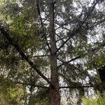 Picea abies List