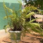 Nephrolepis cordifolia Folio