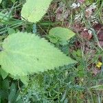 Stachys sylvaticaFulla