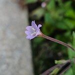 Epilobium montanum Flower