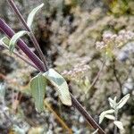 Salvia leucophylla पत्ता