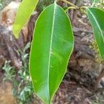 Syzygium emirnense Leaf