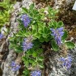 Paederota bonarota Flower