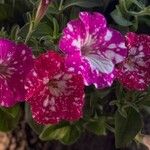 Petunia x atkinsiana പുഷ്പം