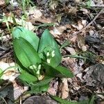 Galearis spectabilis Leaf