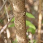 Combretum constrictum Bark