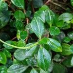 Peperomia glabella Folha