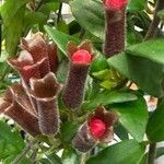 Aeschynanthus radicans Blüte