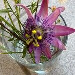 Passiflora amethystina Flor