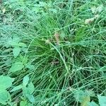 Carex remota 整株植物