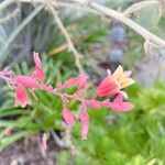 Hesperaloe parviflora Floare