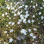 Cerastium soleirolii 花